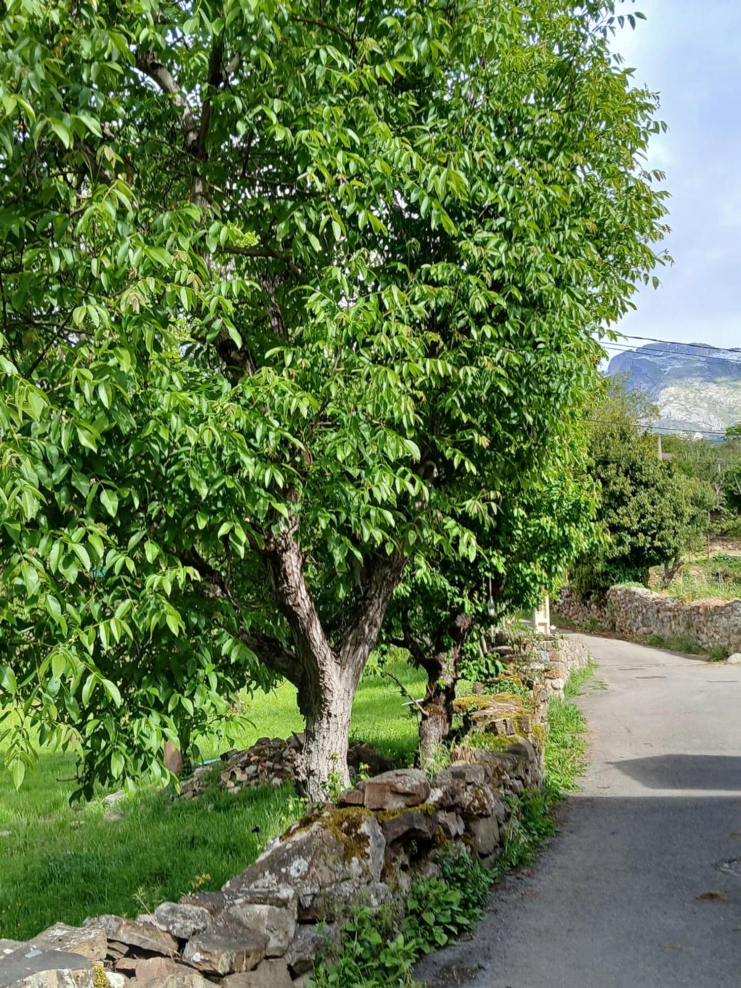 Turieno Picos De Europa Suites And Rooms מראה חיצוני תמונה